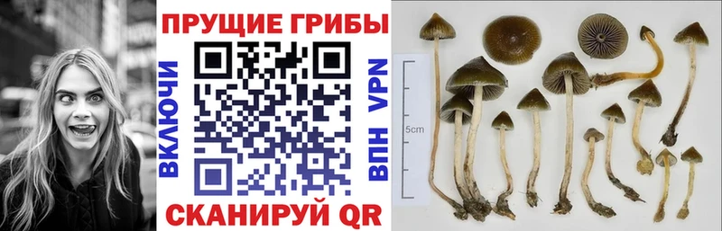 kraken зеркало  Белая Холуница  Псилоцибиновые грибы прущие грибы  как найти  